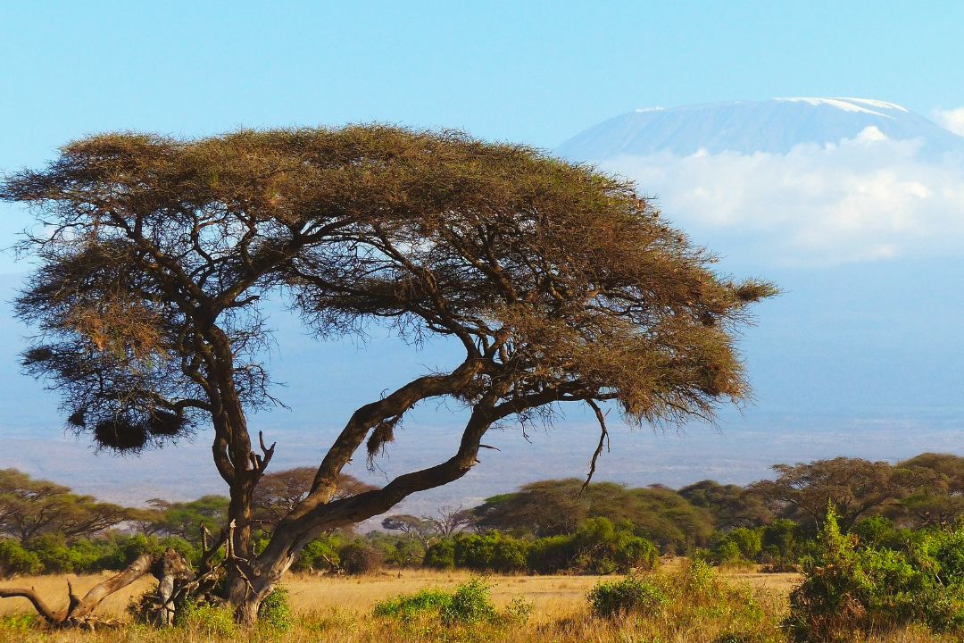 Un grande albero nella savana con il Kilimanjaro sullo sfondo