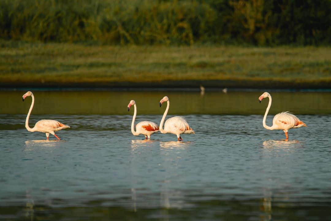 African Spoonbill, Queen Elizabeth National Park