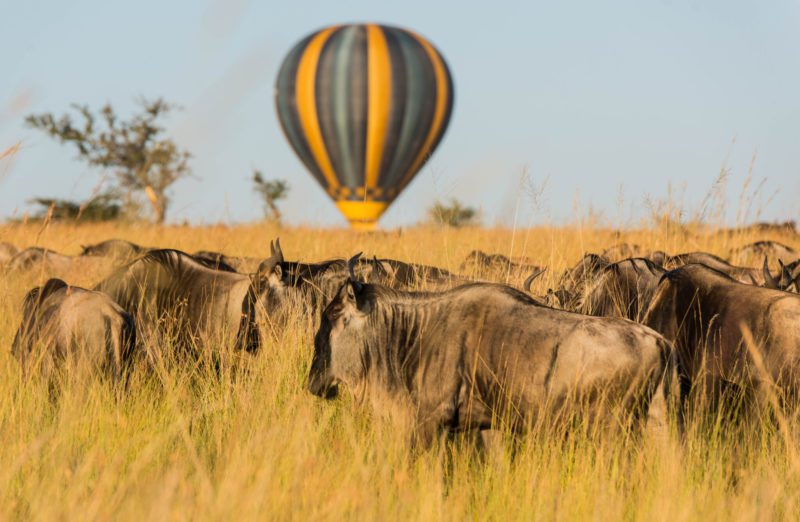 Balloon Safari Wildebeest Migration Tanzania