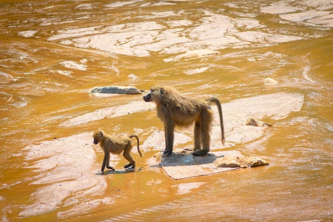Girrafes in Maasai Mara Kenya with World Adventure Tours