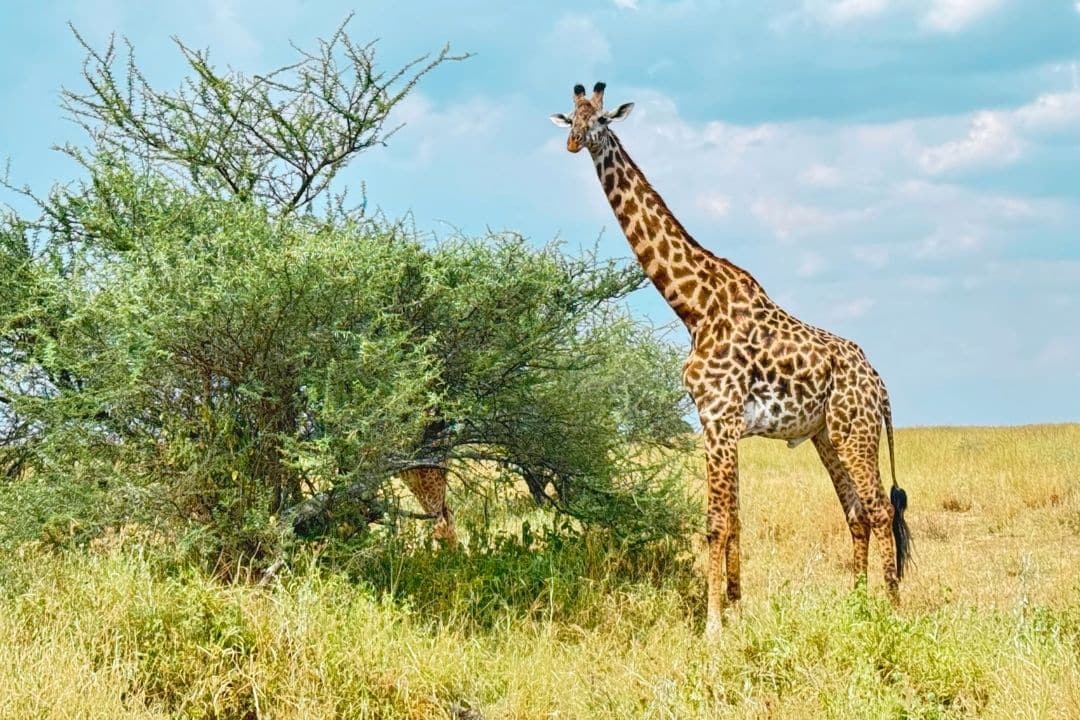 Buffalo in Queen Elizabeth National Park, Uganda