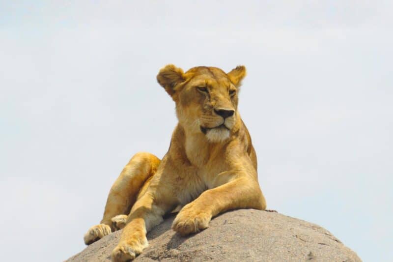 Big Five Safari in Tanzania