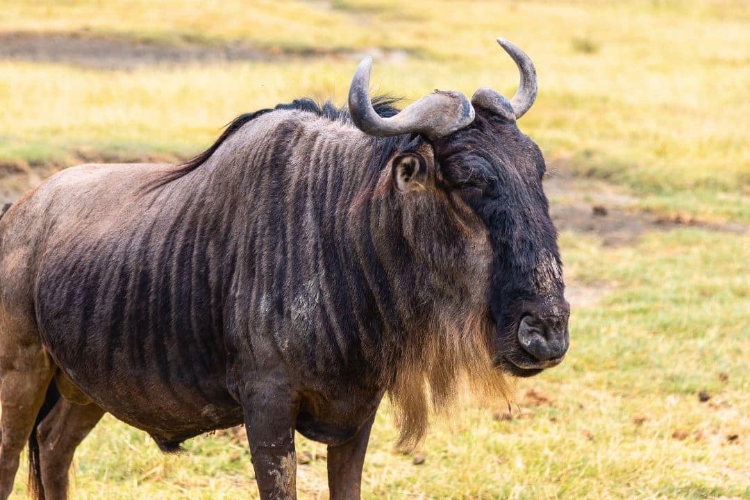 A wildebeest standing on the open plains of Tanzania during the Great Wildebeest Migration.