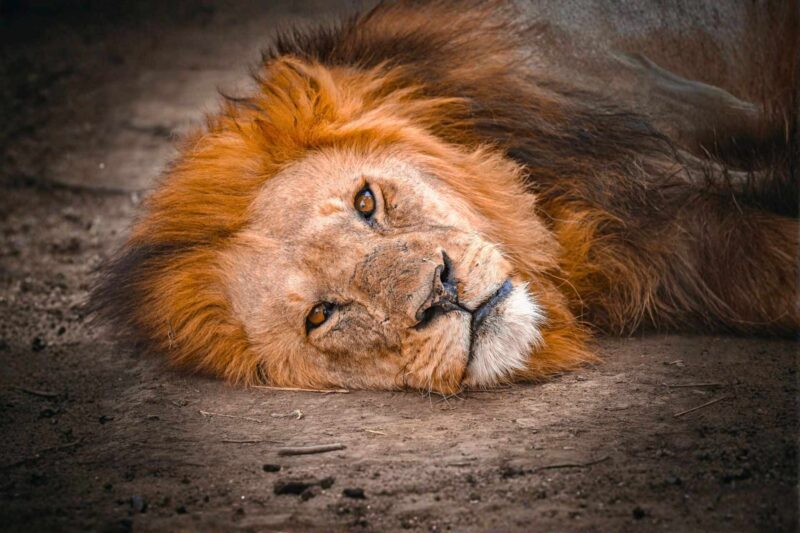 Close-up of a male lion's face in the Tanzanian wilderness