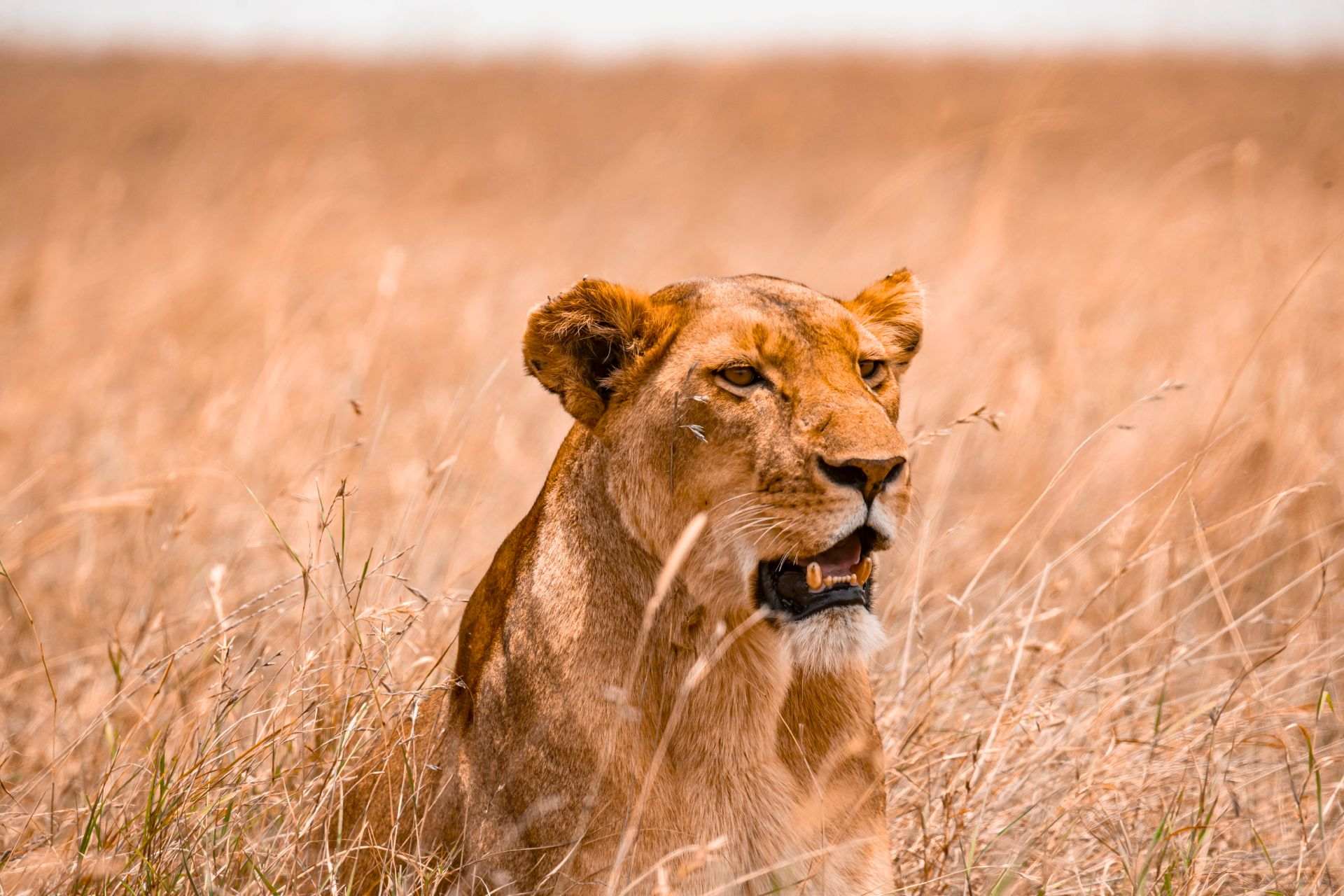 Lioness resting in the warm Tanzanian savanna on a World Adventure Tours safari