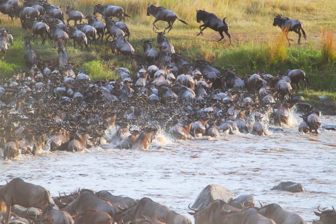 Hippos at Lake Manyara National Park, Tanzania