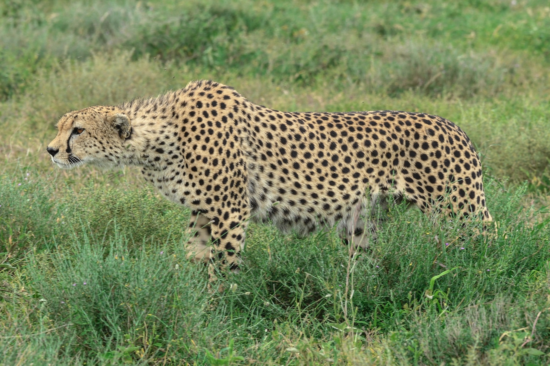 Cheetah Ndutu with World Adventure Tours