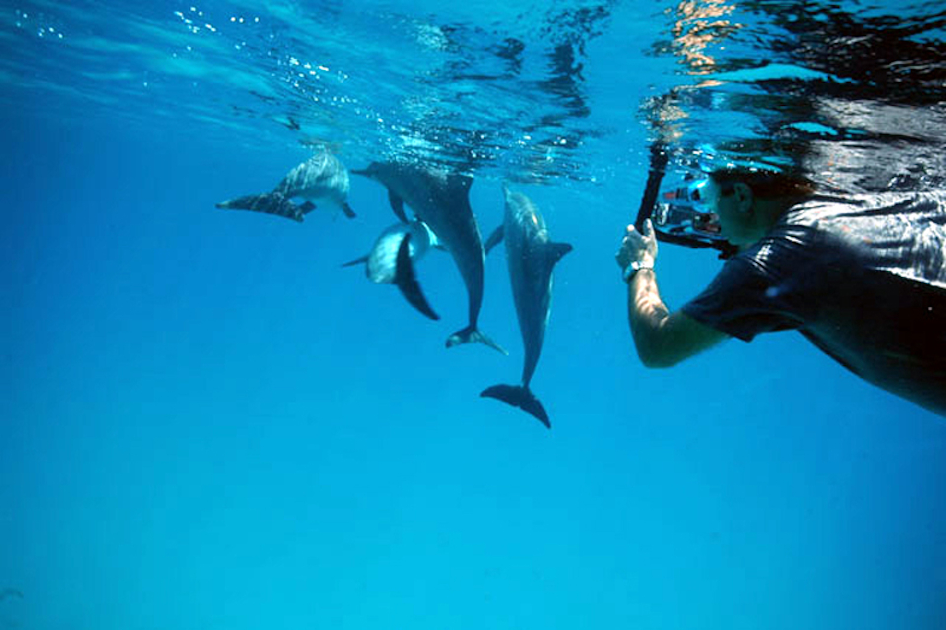 Dolphin Tour in Zanzibar with World Adventure Tours