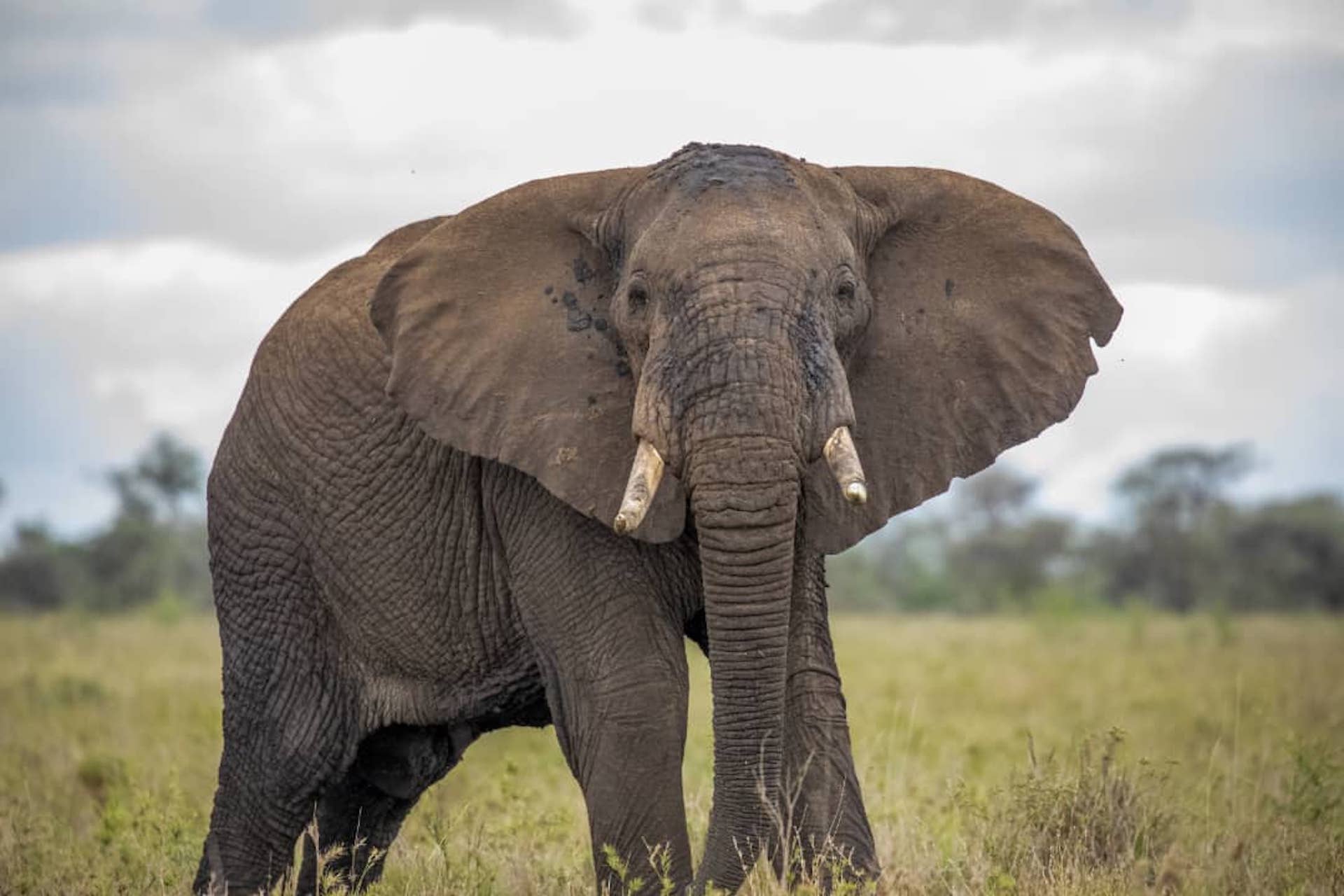 Kenyan Elephant in the Savanna with AWAT