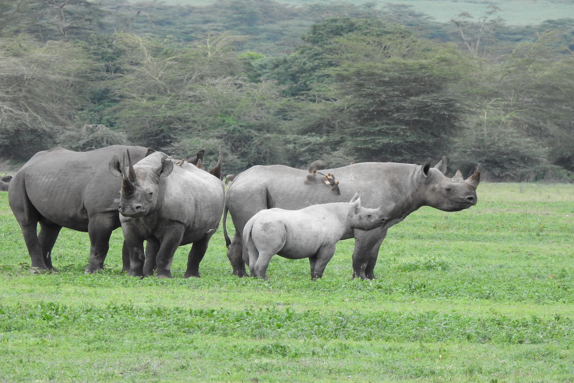 En försmak av Tanzania 2 dagaras safari med AWAT
