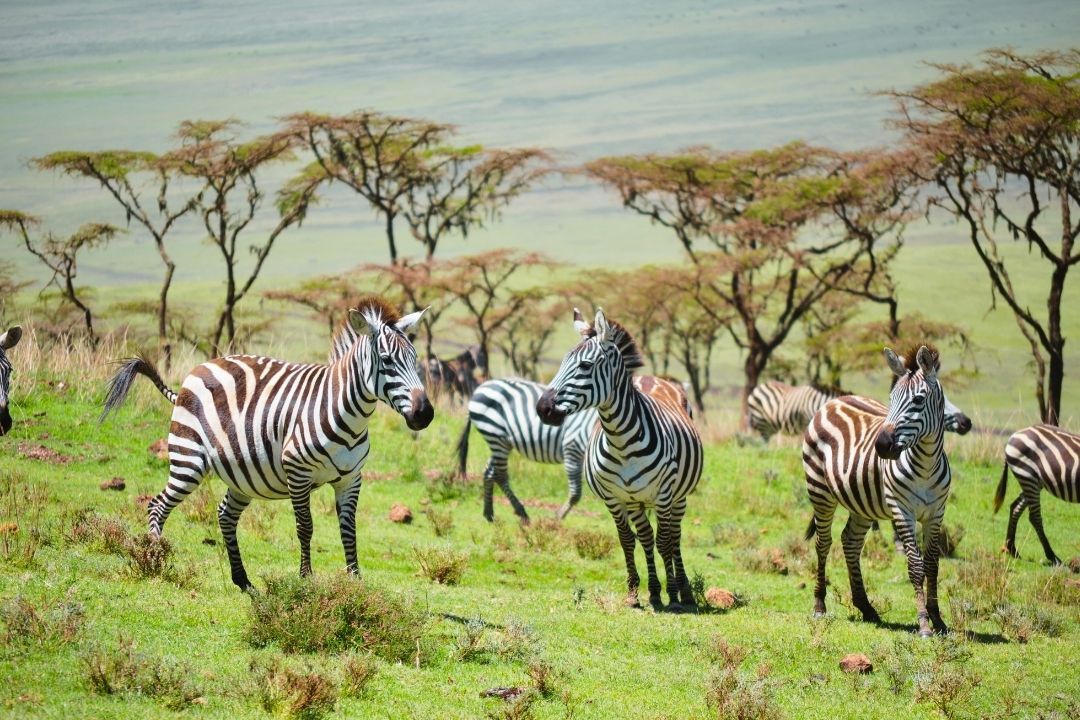 zebras-kilimanjaro