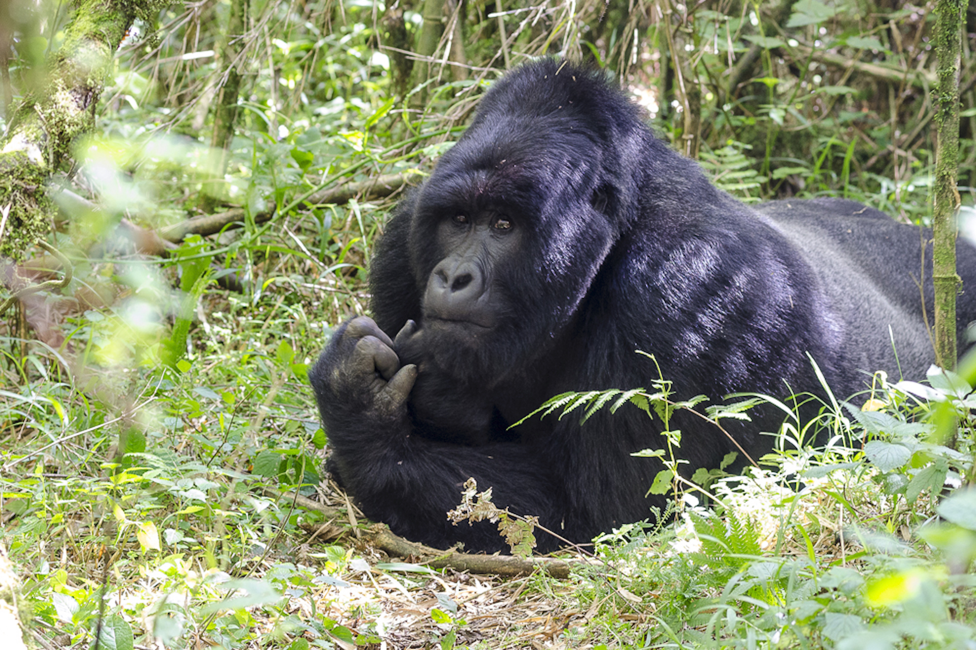 Amazing Gorillas with World Adventure Tours
