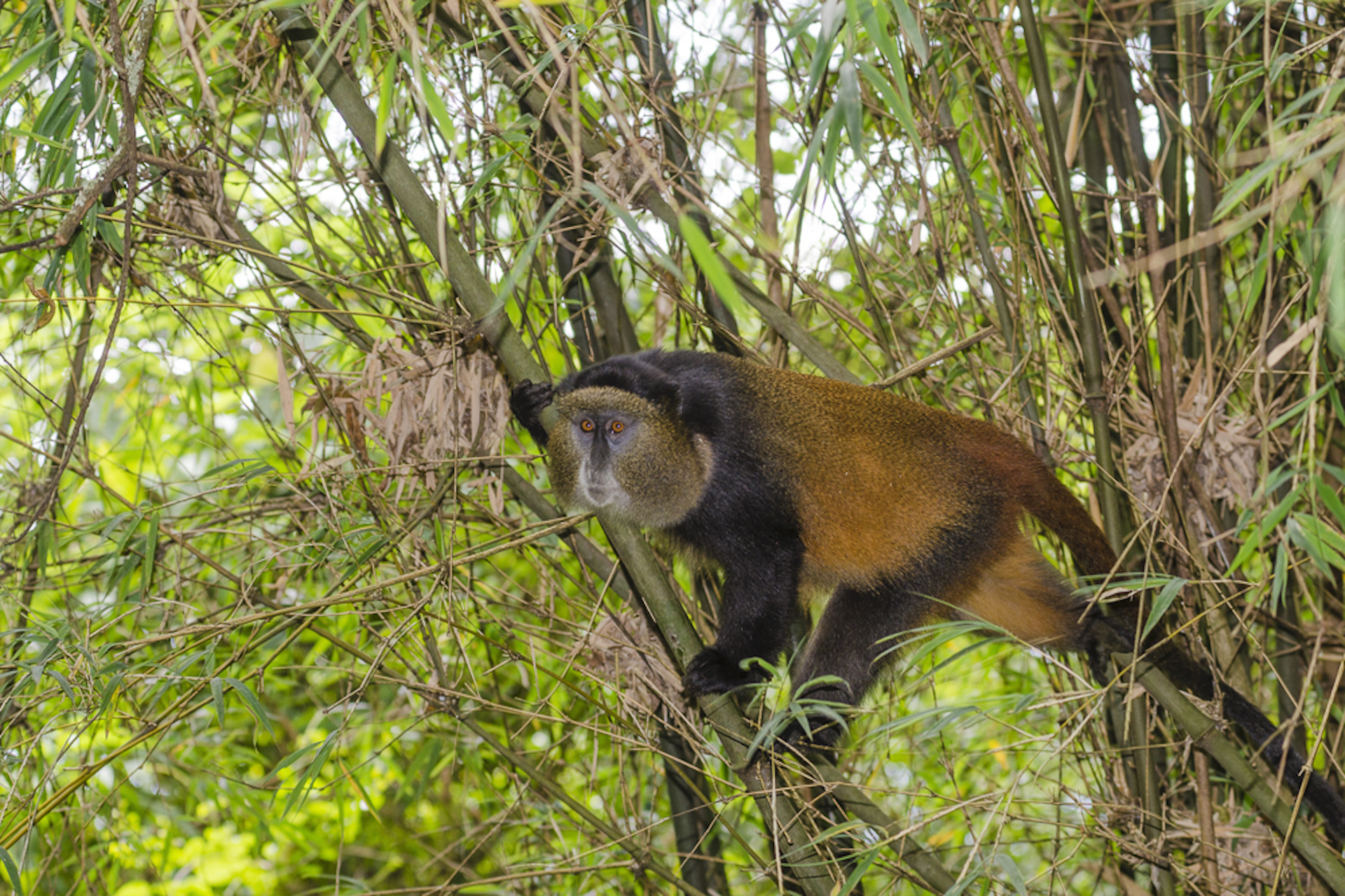 Monkey Sightseeing with World Adventure Tours