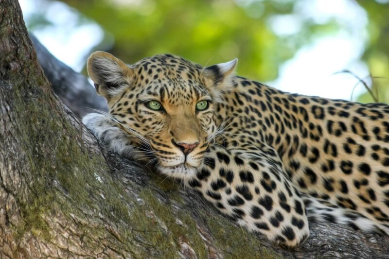 leopard-luksus