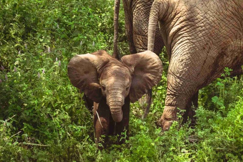 Elephant Safari in Tanzania