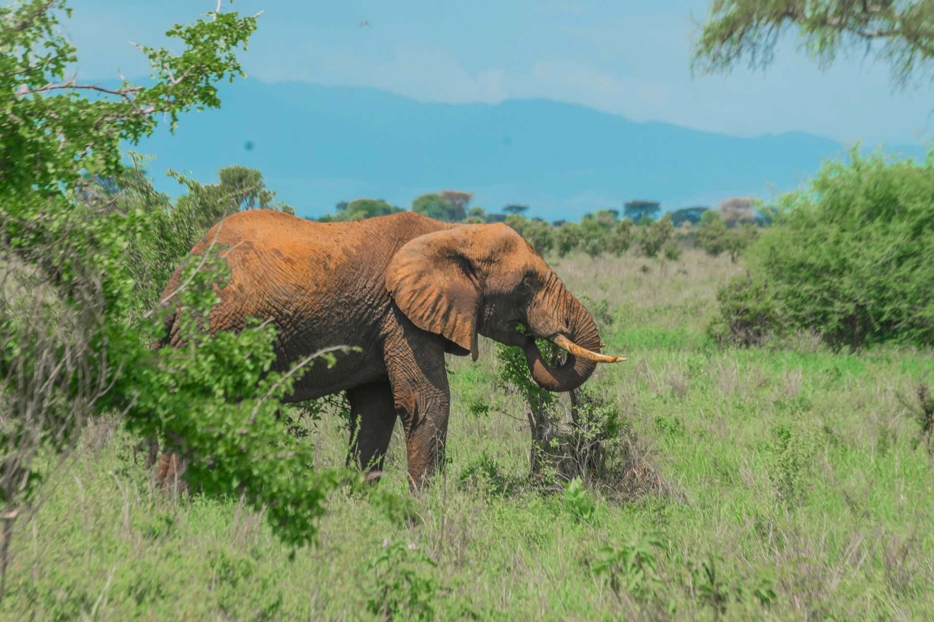 African elephant walking through green savanna in Tanzania
