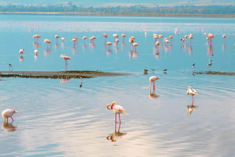 Ultimate Kenya and Tanzania Group Safari – The Full Circle Adventure (Group)