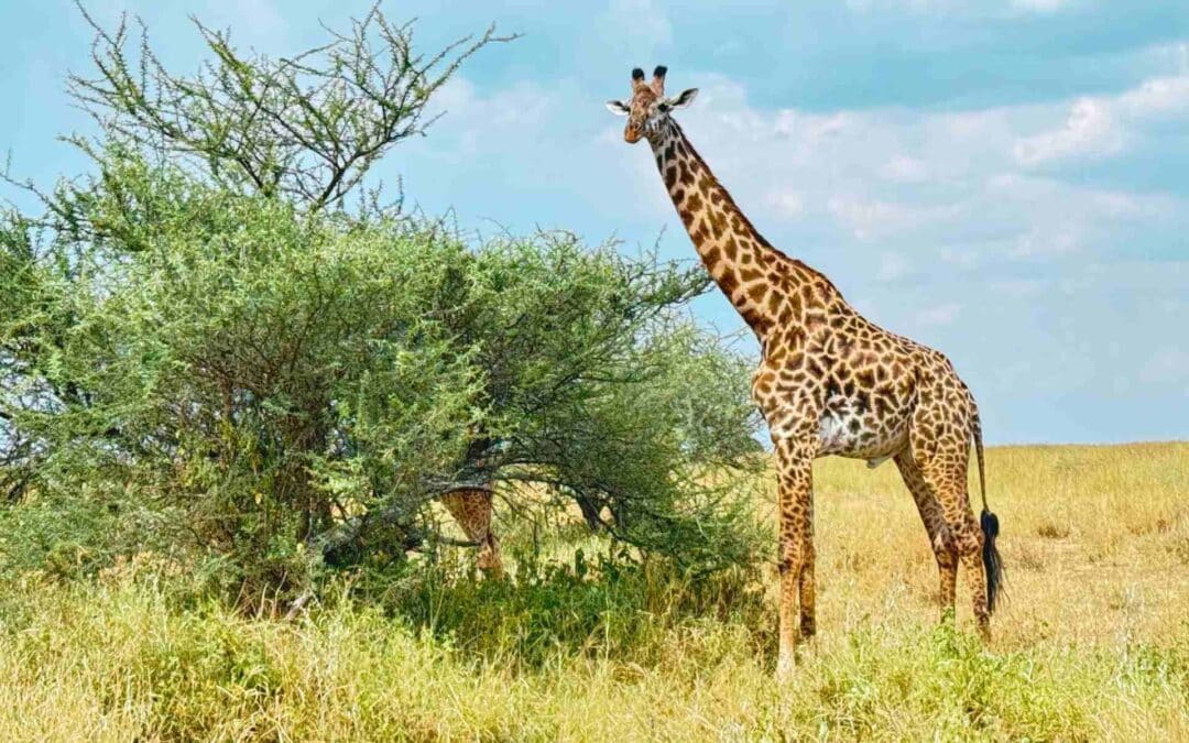 Best Places to Visit in Tanzania