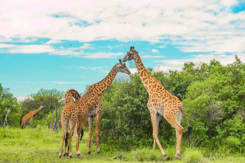 Classic Kenya and Tanzania Safari – Two Birds with One Stone