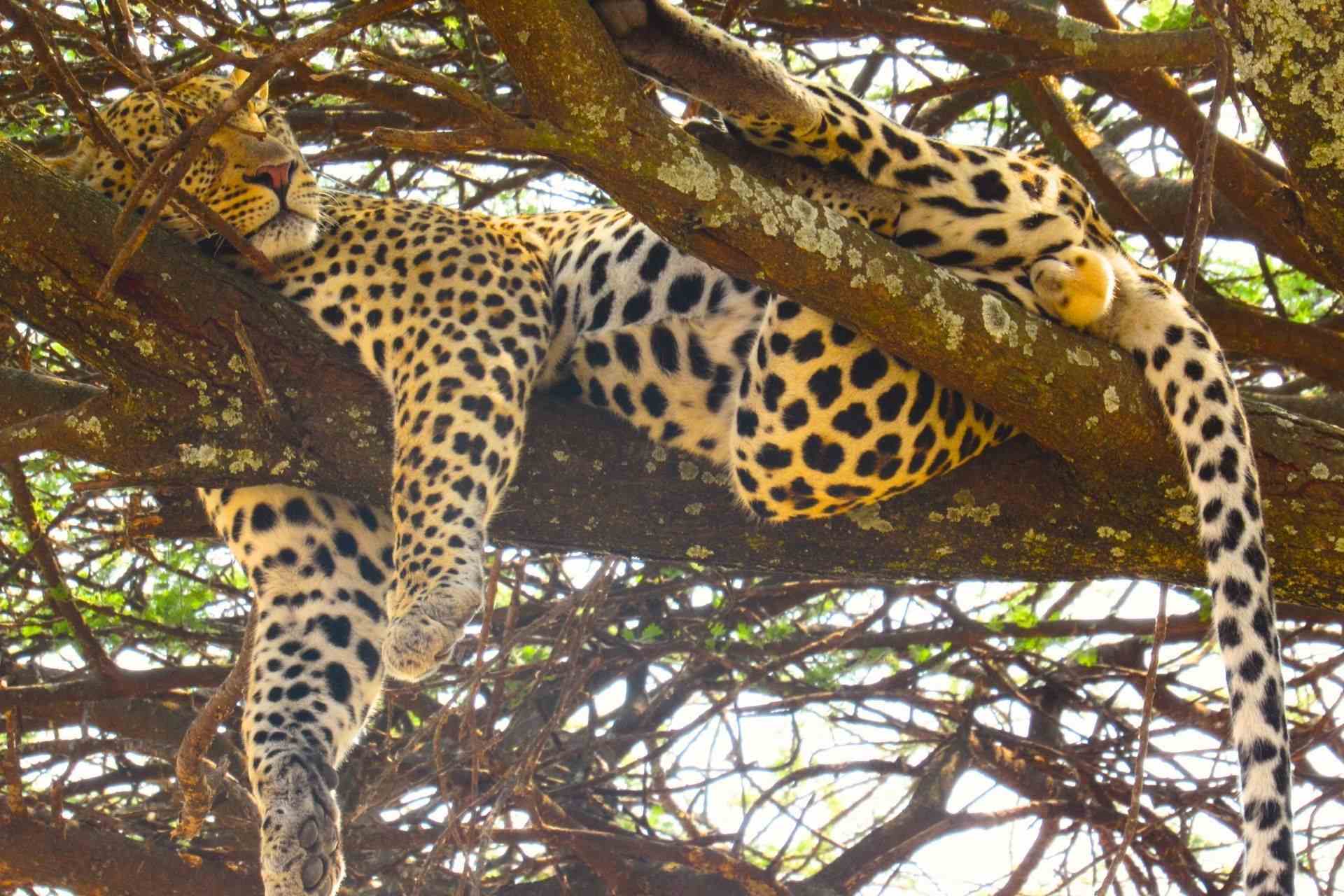 Leopard resting on a tree branch in Tanzania, partially hidden among branches