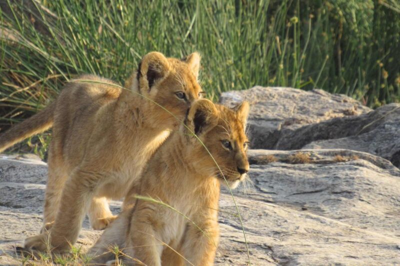 Simba Adventure Safari in Tanzania