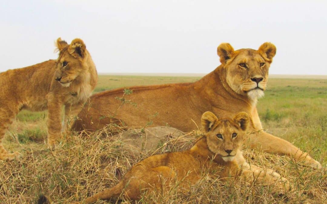 Big Five Safari Guide – Best Destinations & Tours in Tanzania and Kenya