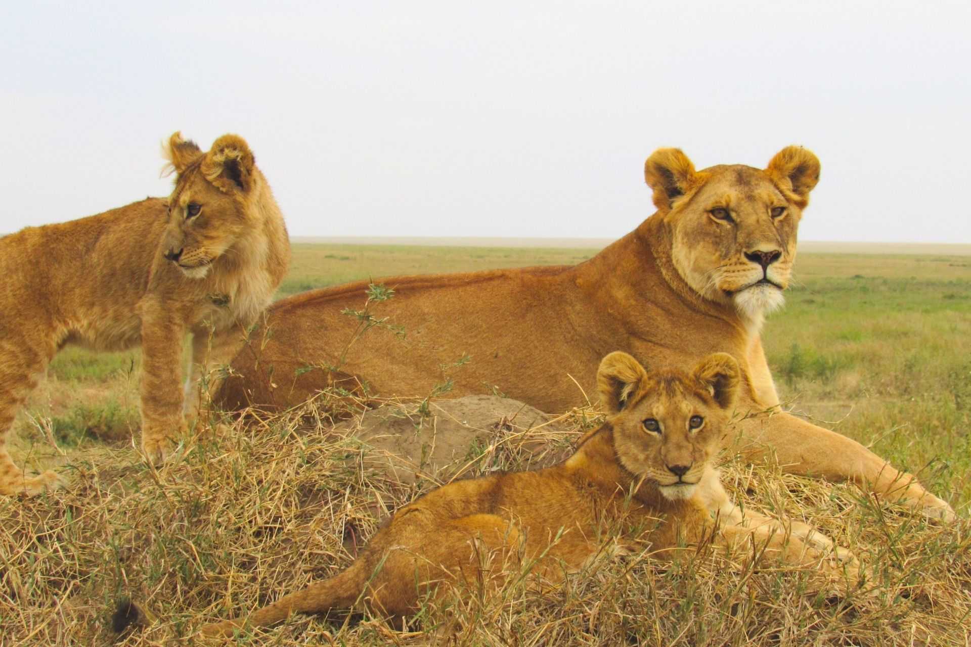 Buffalo in Queen Elizabeth National Park, Uganda