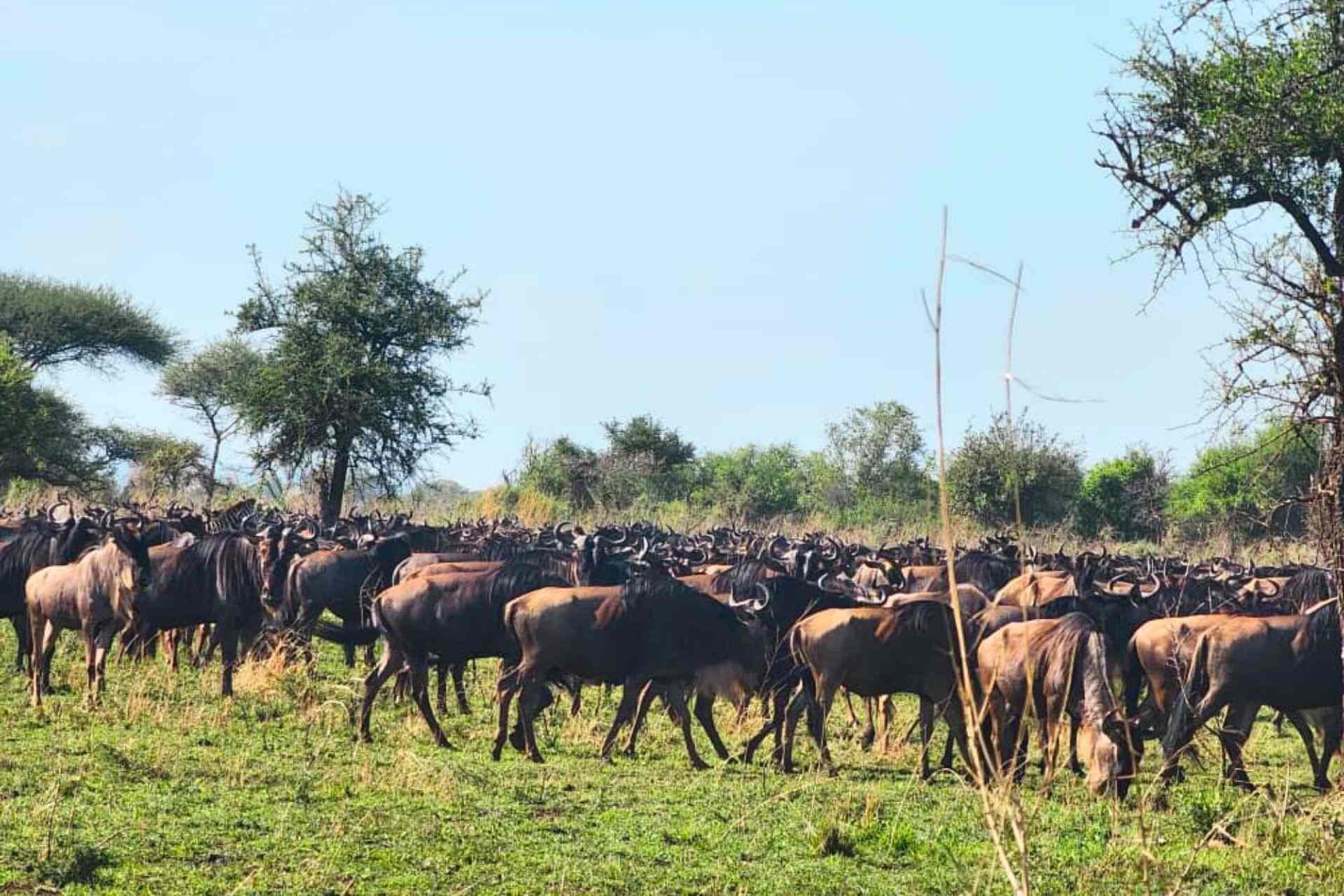 A large herd of wildebeest gathered on the plains during the Great Wildebeest Migration in Tanzania.