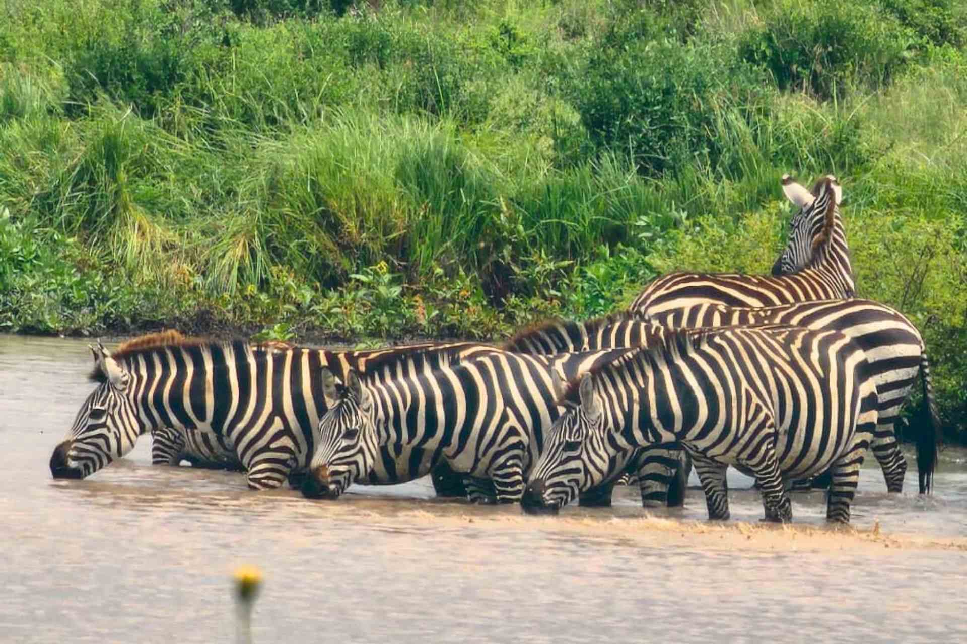 Buffalo in Queen Elizabeth National Park, Uganda