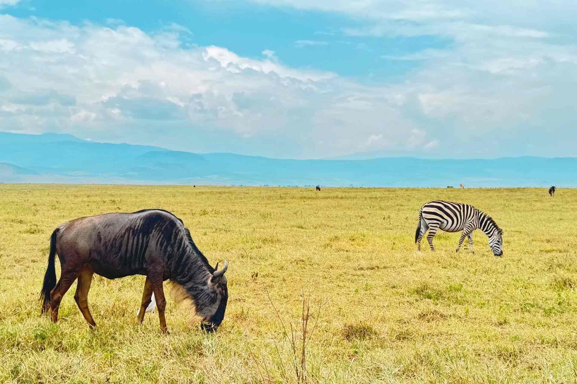 Zebras and wildebeest grazing on the savanna in Tanzania