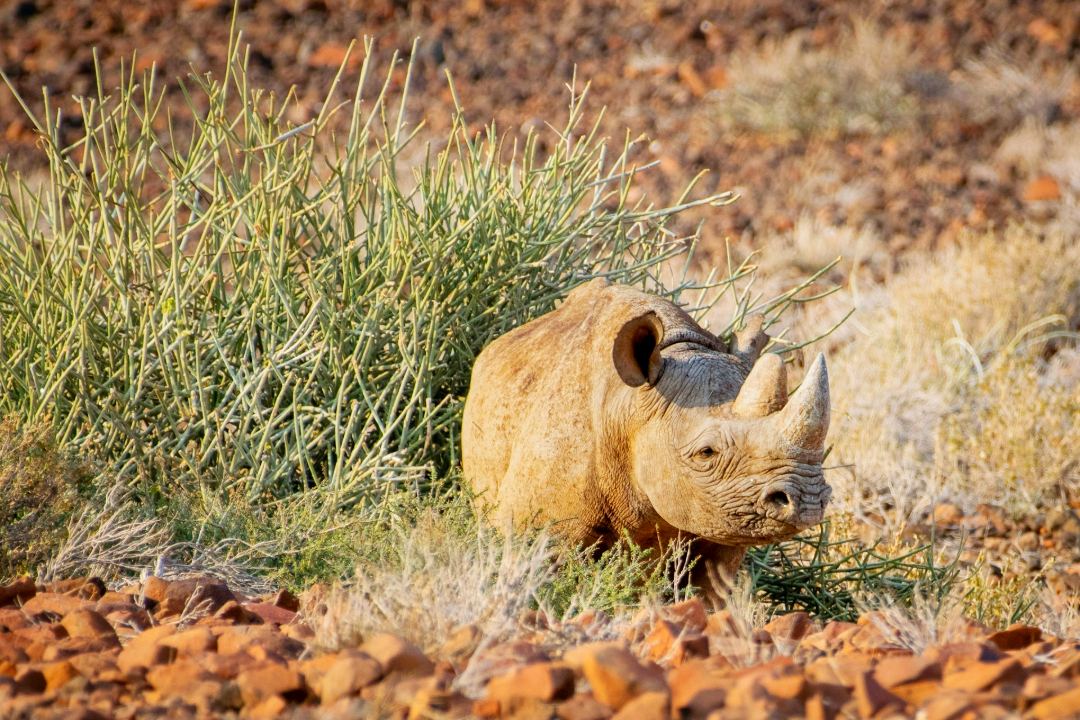 palwag-rhino