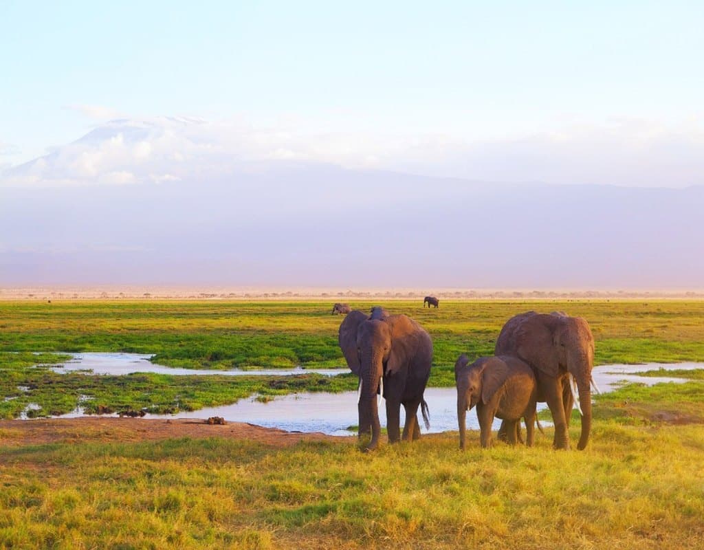A family of elephants in Amboseli national park with mount Kilimanjaro in the background