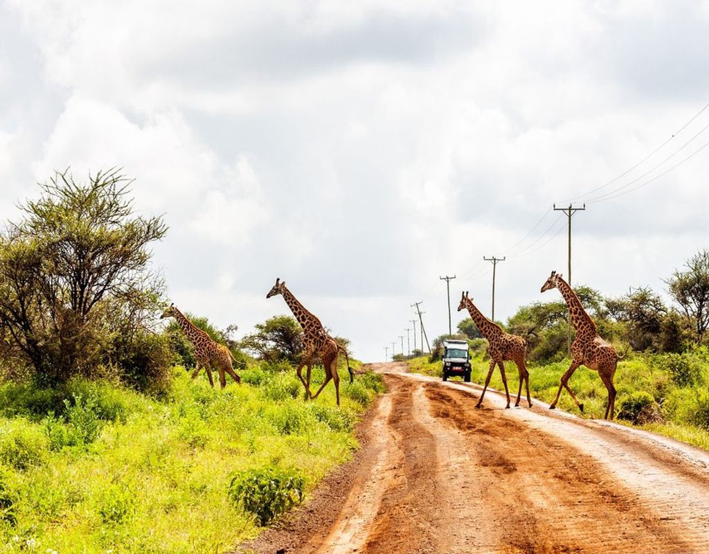 A family of giraffes crossing the road in Amboseli national park