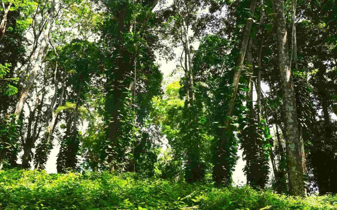 Forrest Walk Near Springlands Hotel