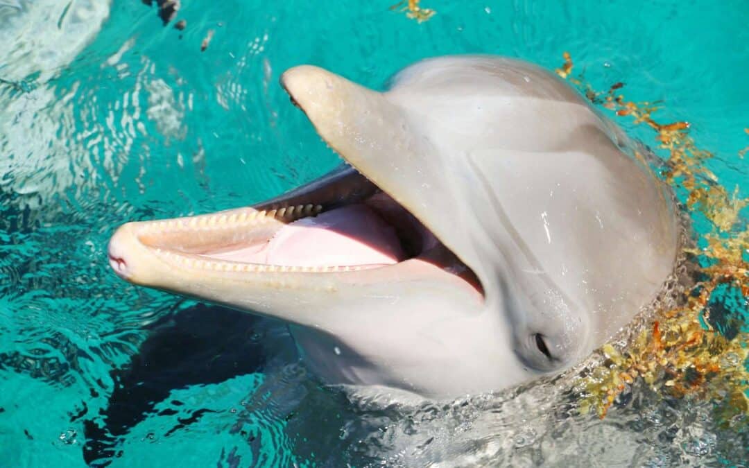 Dolphin Tour and Jozani Forest