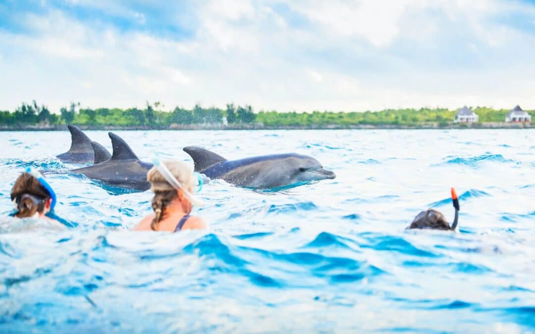 Kizimkazi Dolphin Adventure