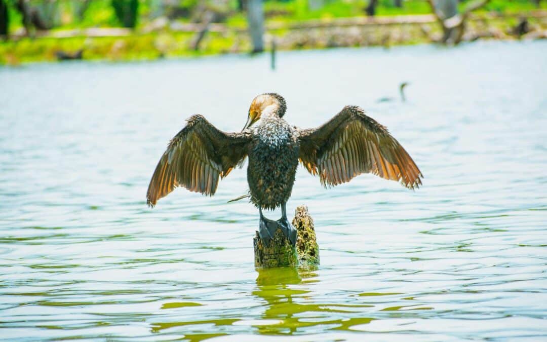 Boat Ride in Lake Naivasha