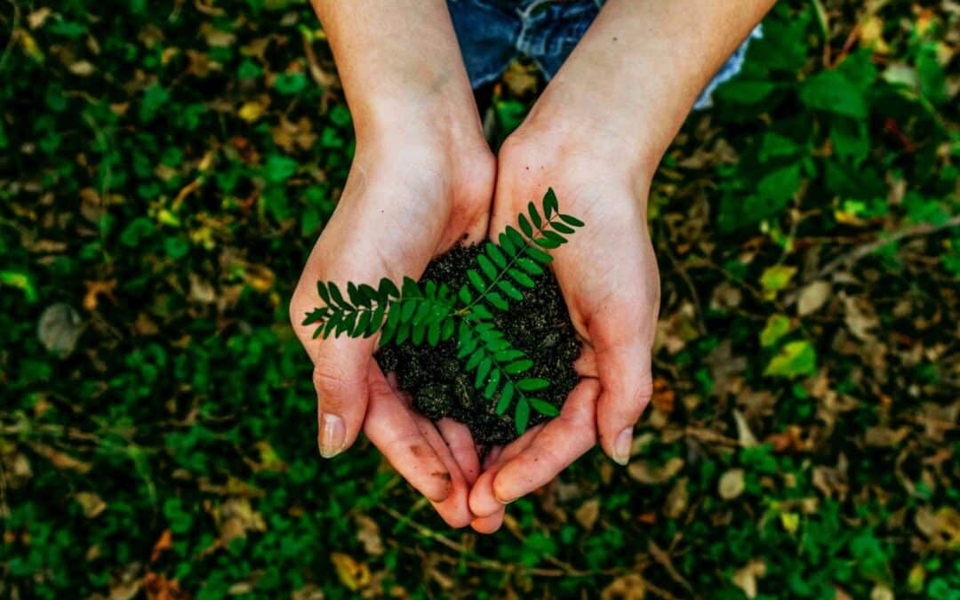 Plant a Tree in the Pasua Area (near Springlands Hotel)