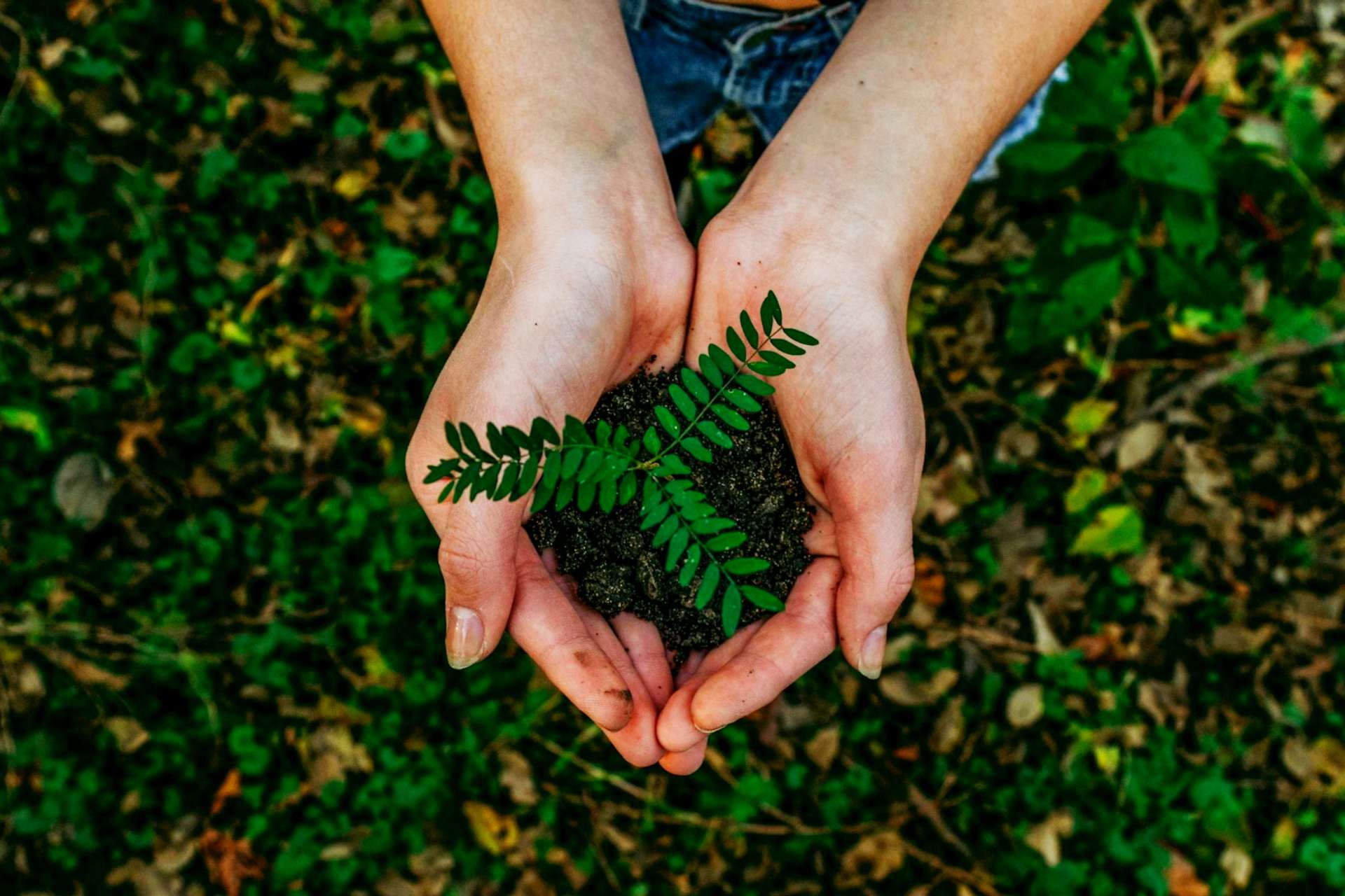 plant-a-tree-product