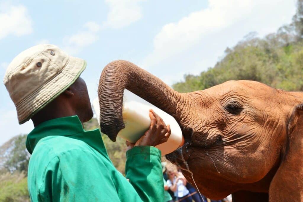 giraffe-center-elephant-product