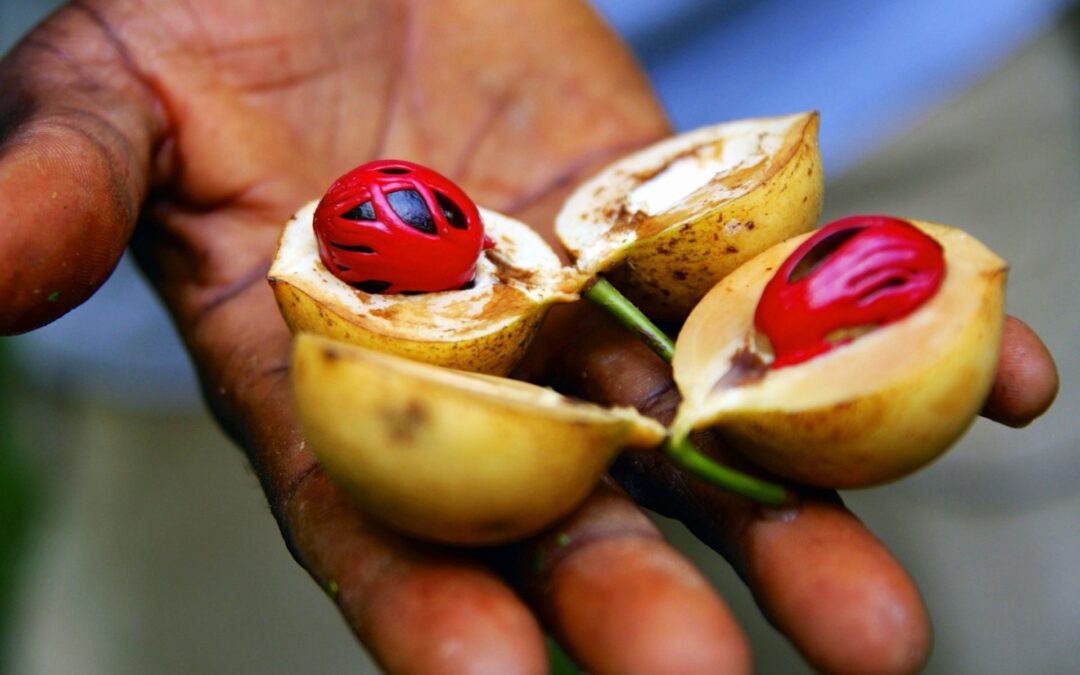 Jozani Forest and Spice Tour Combo