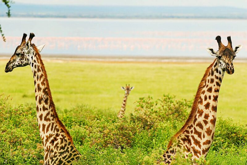 lago-manyara-jirafas