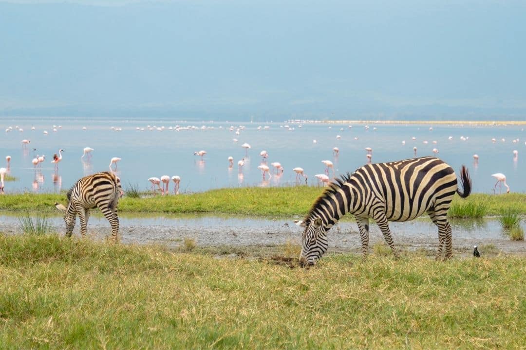 Zebras and Famingos in Lake Manyara with World Adventure Tours