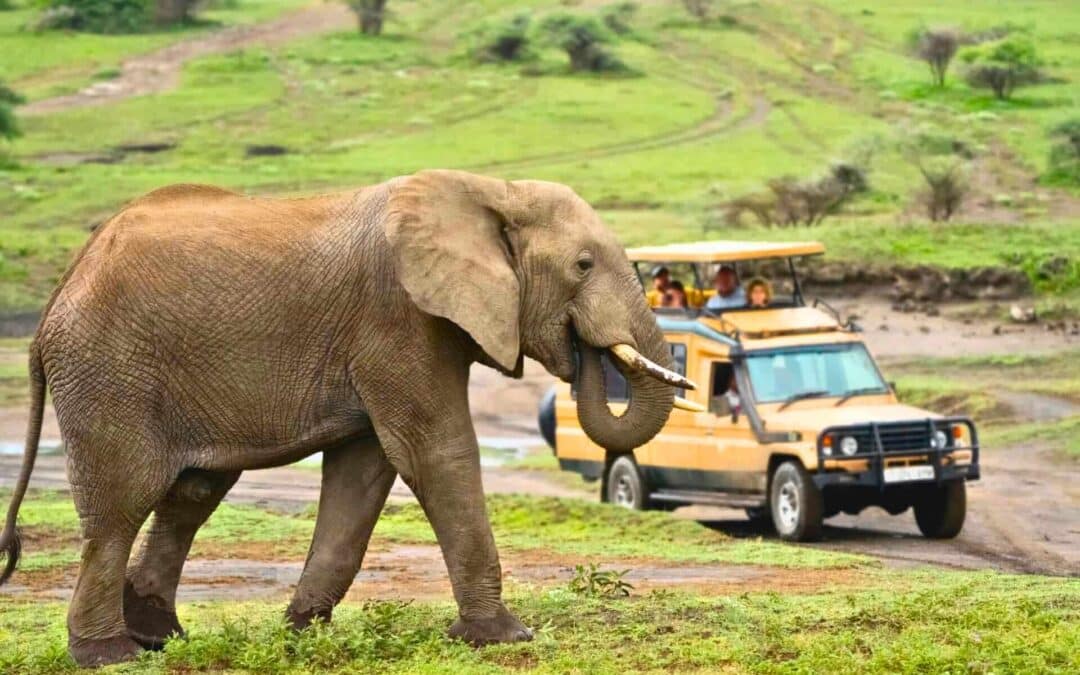 A Taste of The Savanna Safari