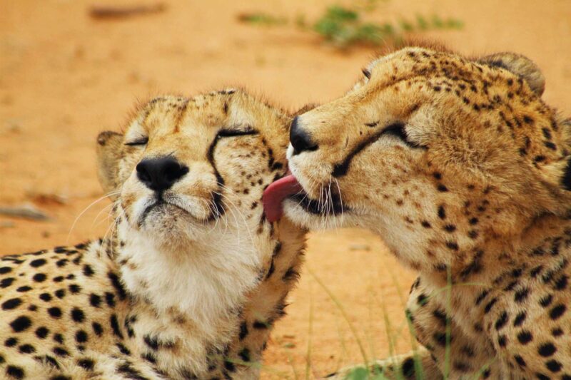 cheetah-kiss-product