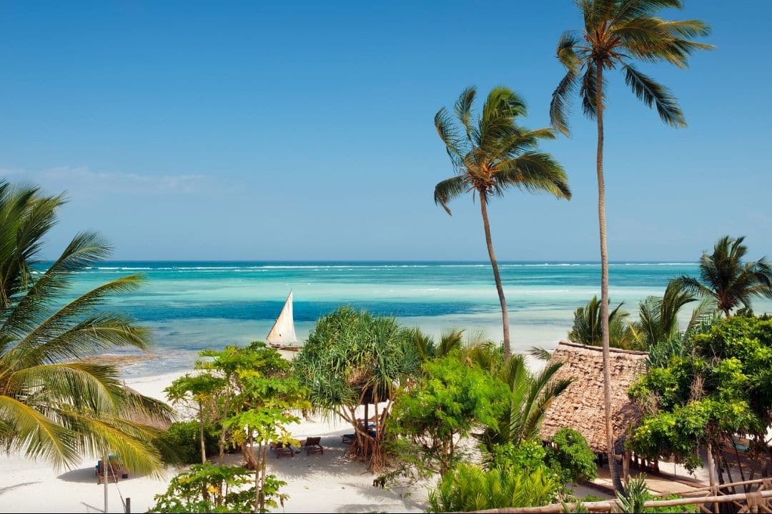 zanzibar-cows