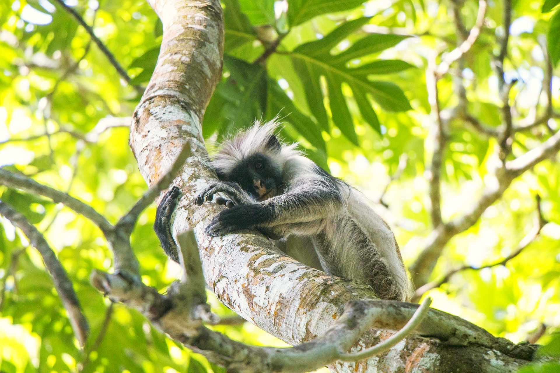 Jozani Forest Tour World Adventure Tours