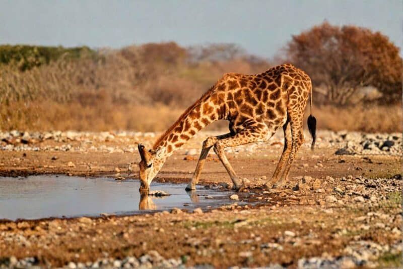 Giraffe walking through Etosha National Park, Namibia.