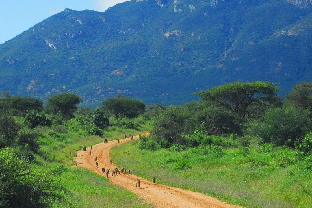 tsavo-west-baboonss