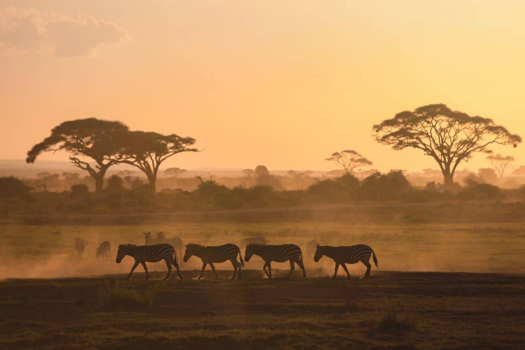 Zebras walking across the savannah at sunrise in Tanzania